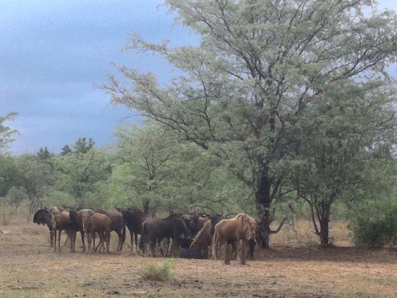 Kigeni Safari Lodge & Spa Vaalwater Buitenkant foto
