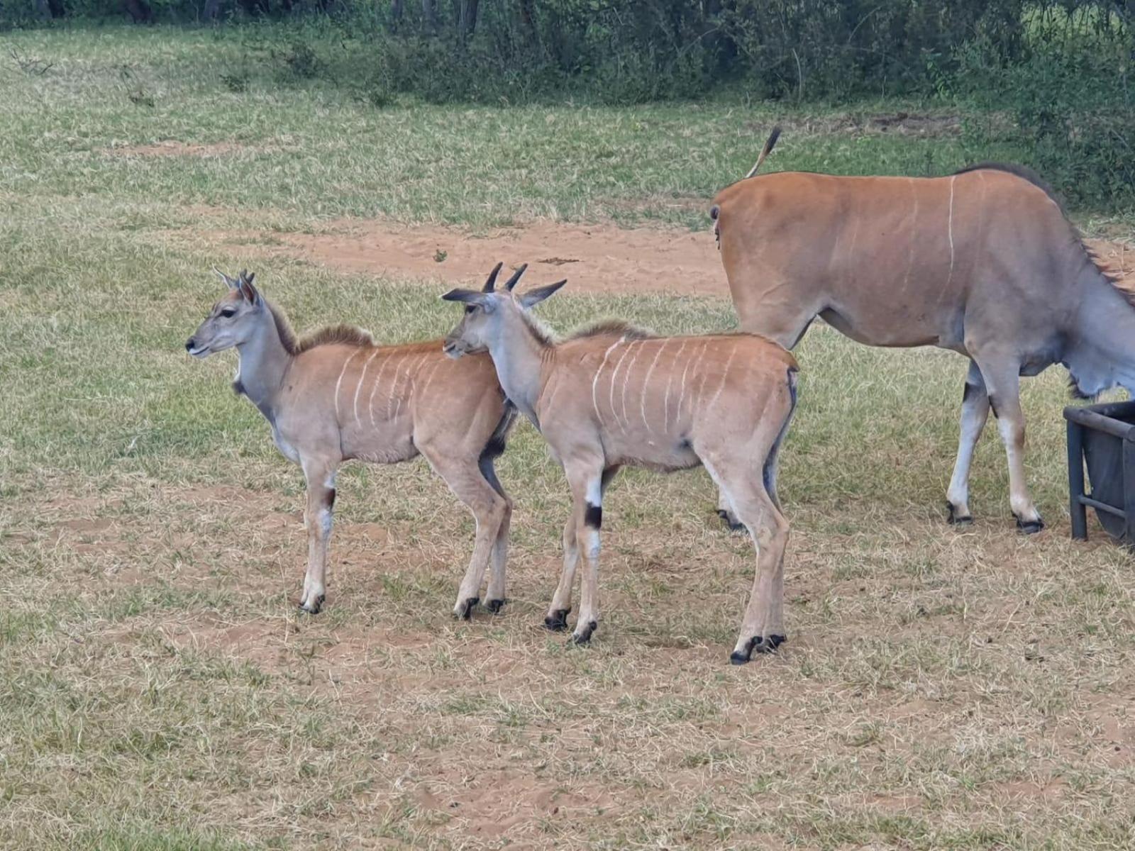 Kigeni Safari Lodge & Spa Vaalwater Buitenkant foto