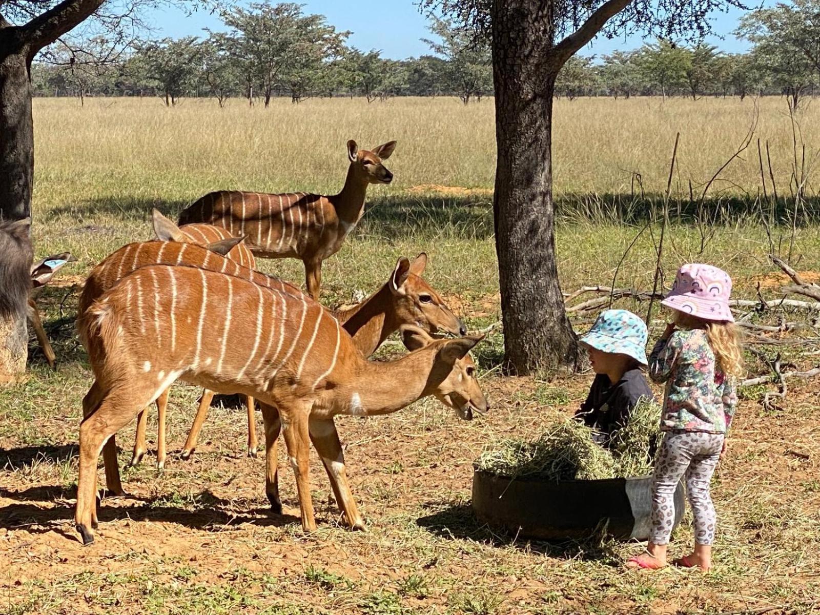 Kigeni Safari Lodge & Spa Vaalwater Buitenkant foto